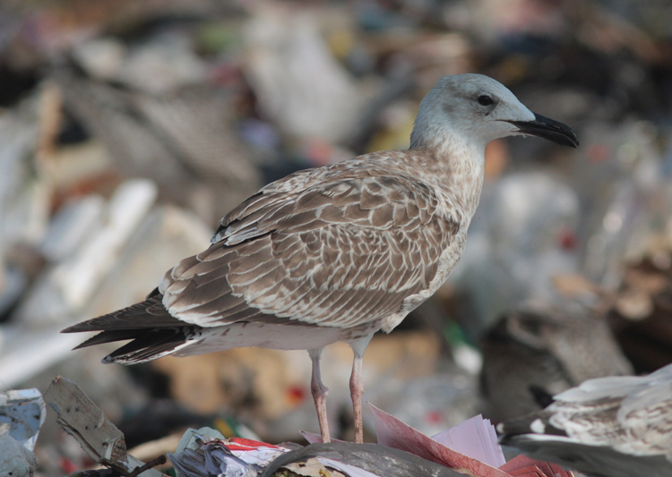 Larus cachinnans