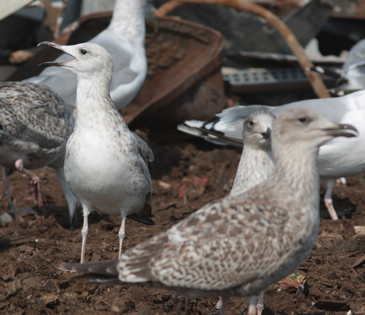 Larus cachinnans