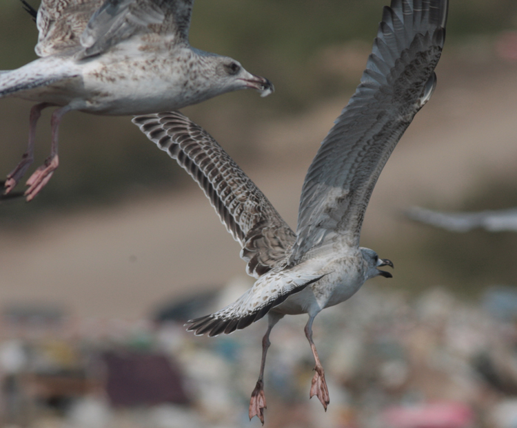 Larus cachinnans