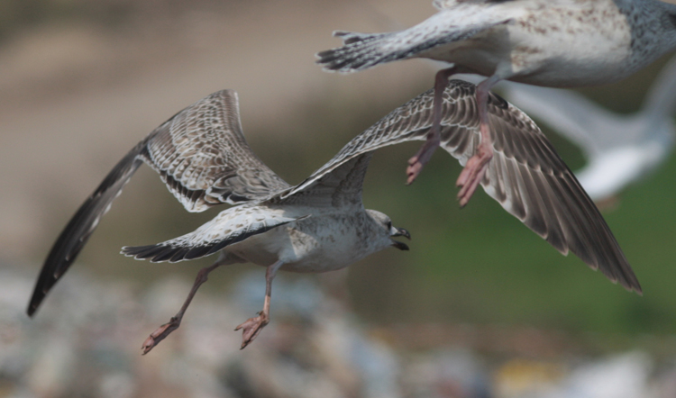 Larus cachinnans