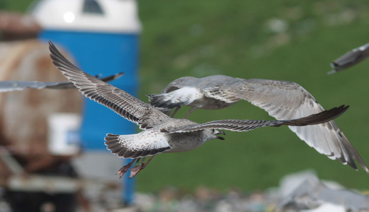 Larus cachinnans