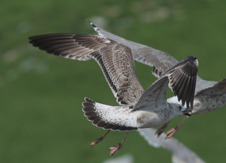Larus cachinnans