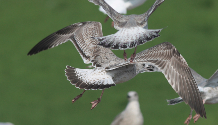 Larus cachinnans