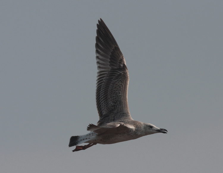 Larus cachinnans