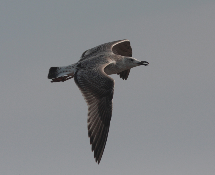 Larus cachinnans