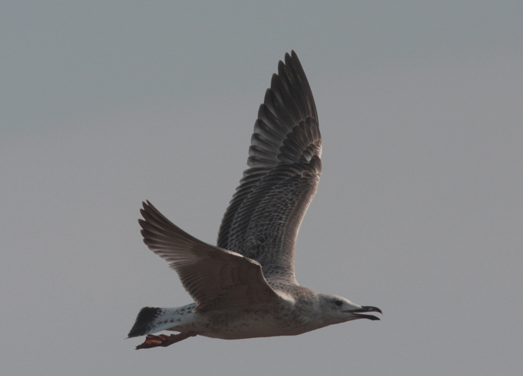 Larus cachinnans