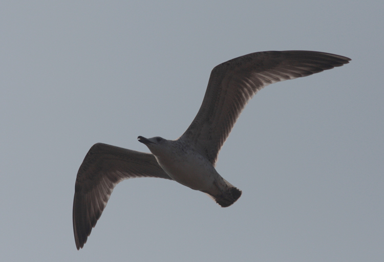 Larus cachinnans