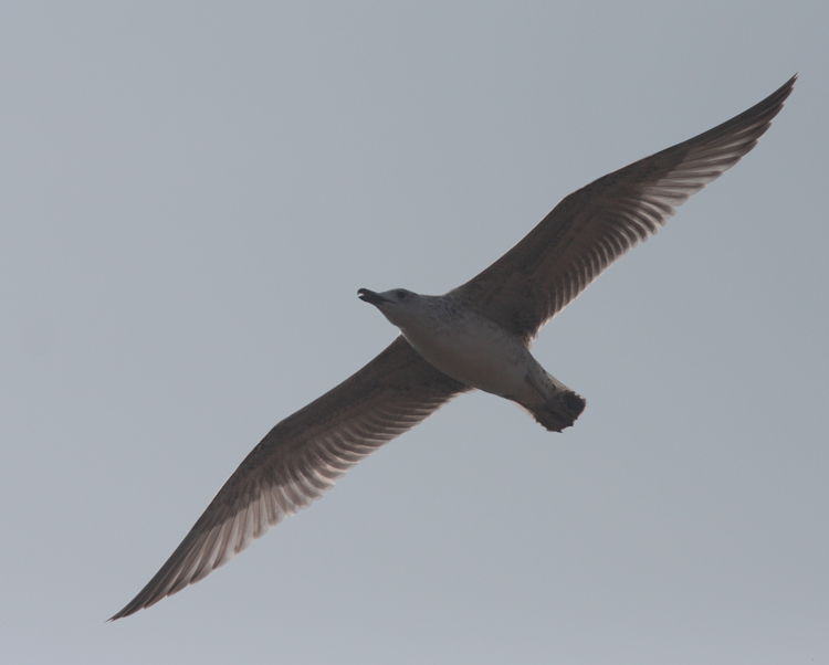 Larus cachinnans