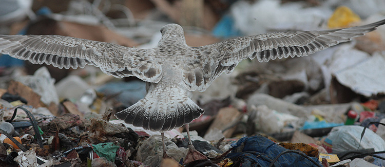 Larus cachinnans
