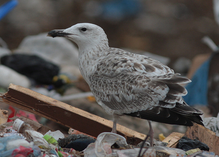 Larus cachinnans