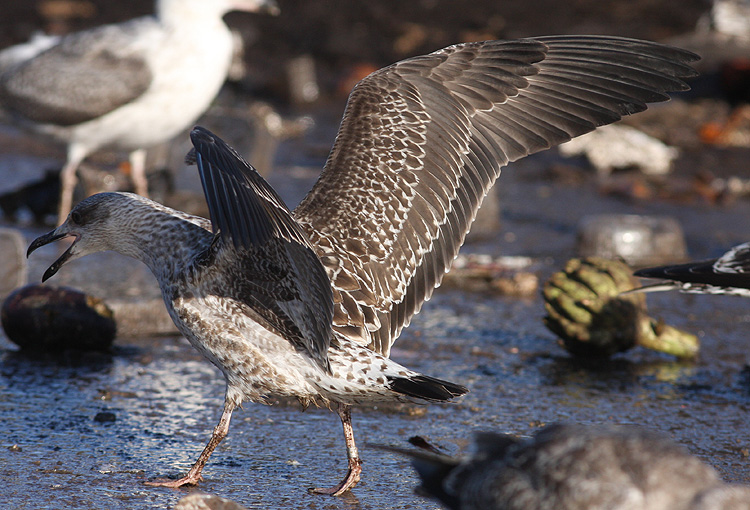 Larus fuscus