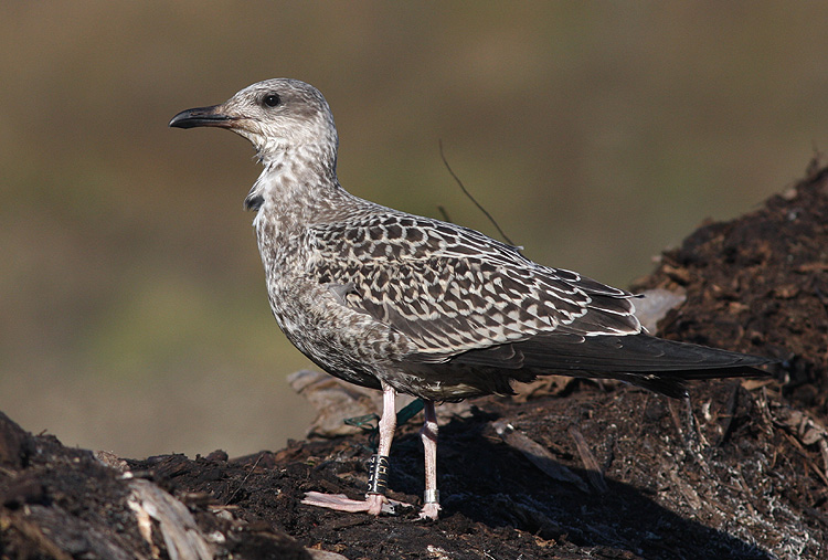 Larus fuscus