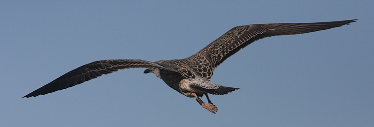 Larus fuscus
