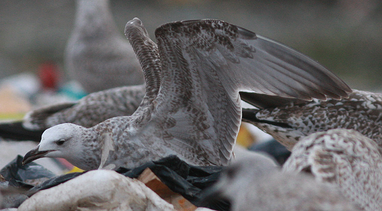 Larus cachinnans