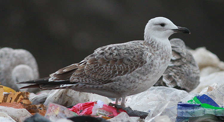 Larus cachinnans