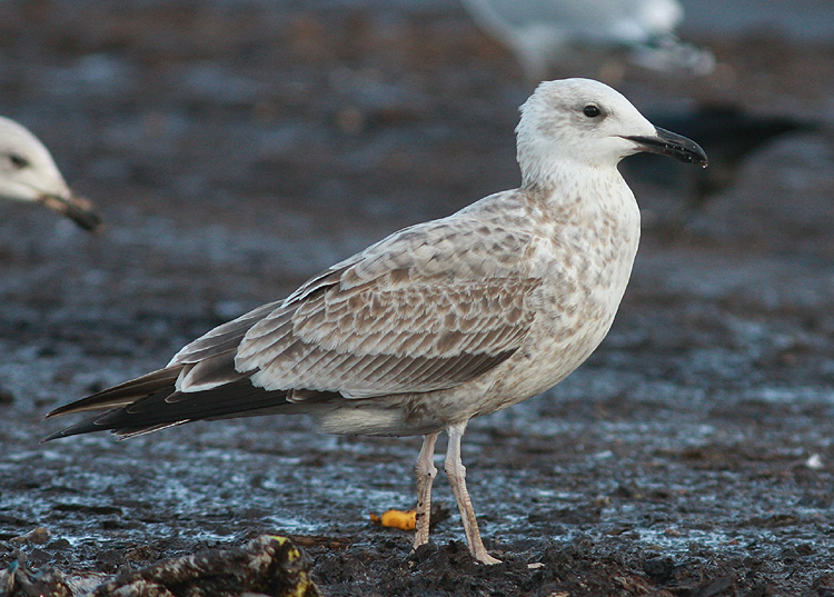 Larus cachinnans