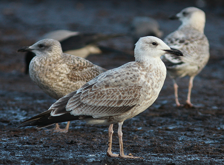Larus cachinnans