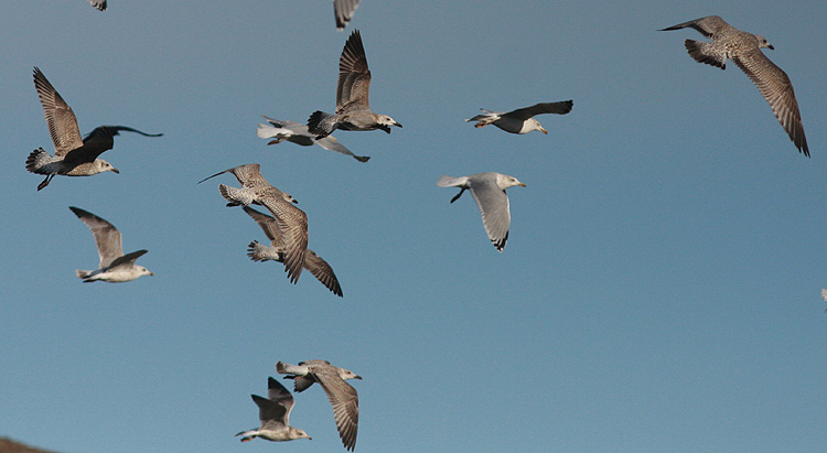 Larus cachinnans