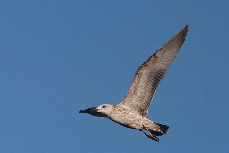 Larus cachinnans