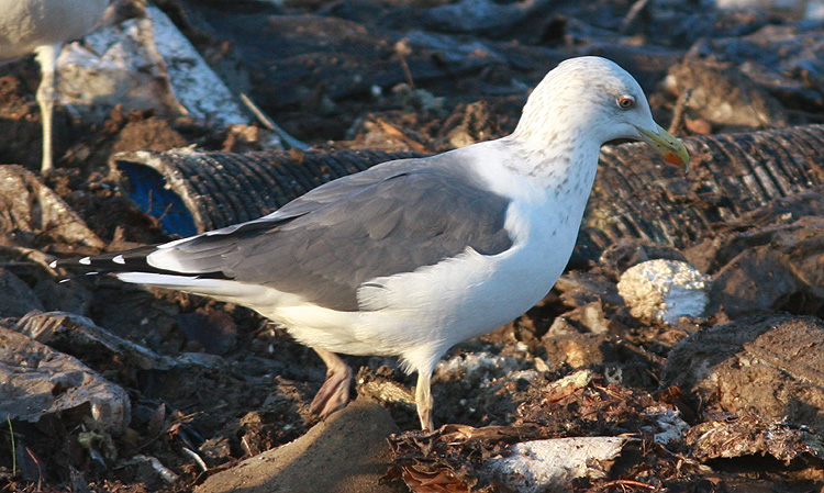 Larus (f.) g/i