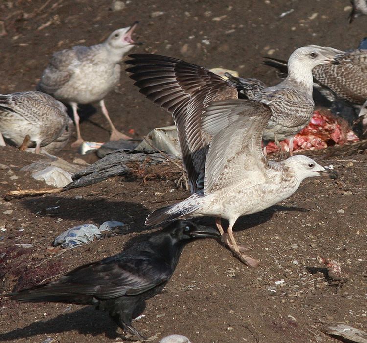 Larus cachinnans