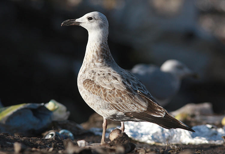 Larus cachinnans