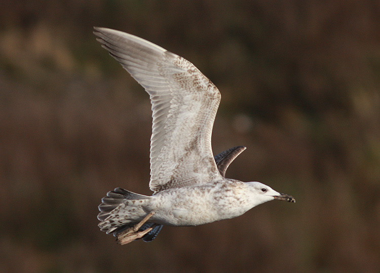 Larus cachinnans