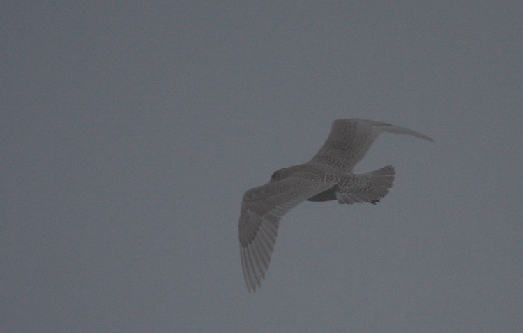 Larus hyperboreus
