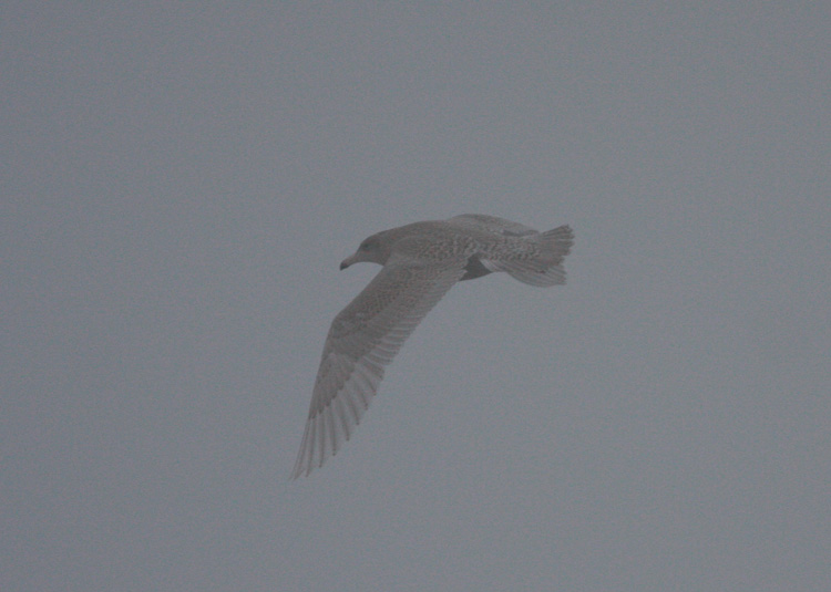 Larus hyperboreus