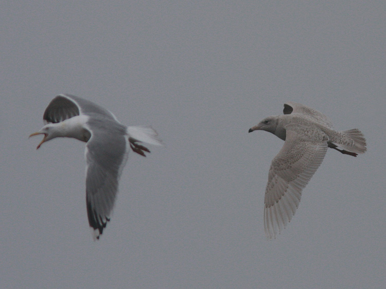Larus hyperboreus