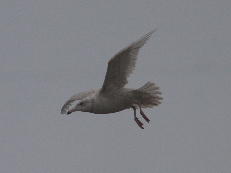 Larus hyperboreus