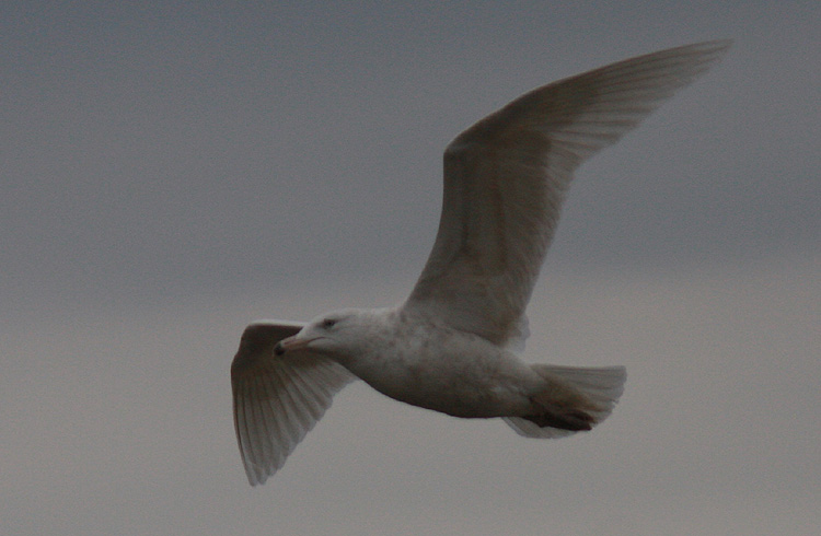 Larus hyperboreus