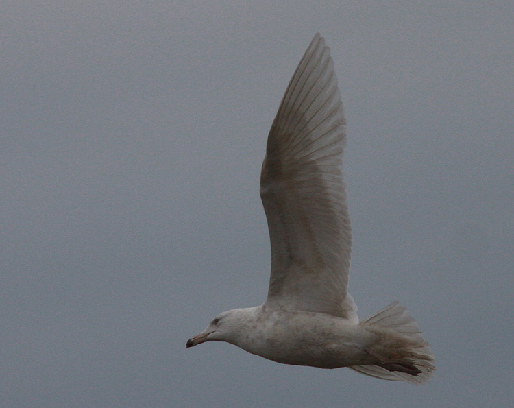 Larus hyperboreus