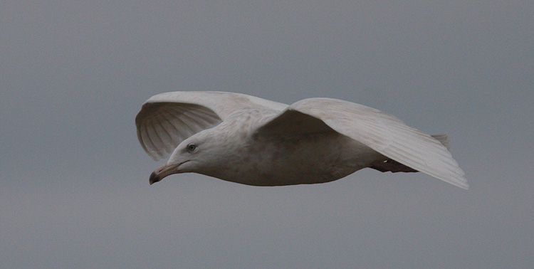 Larus hyperboreus