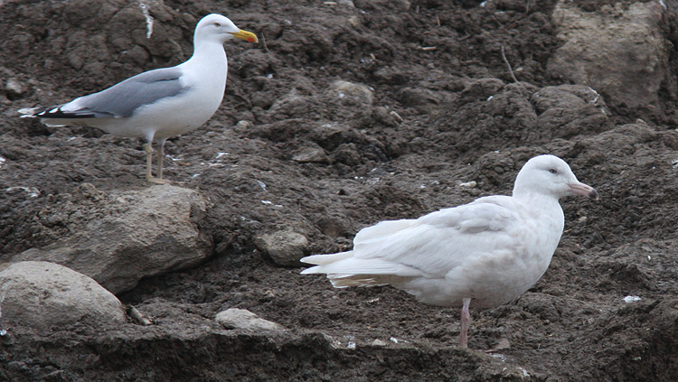 Larus hyperboreus