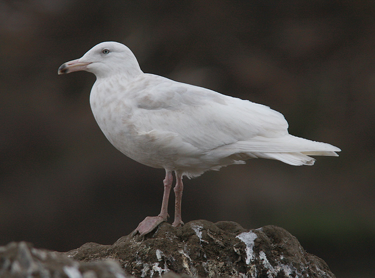 Larus hyperboreus