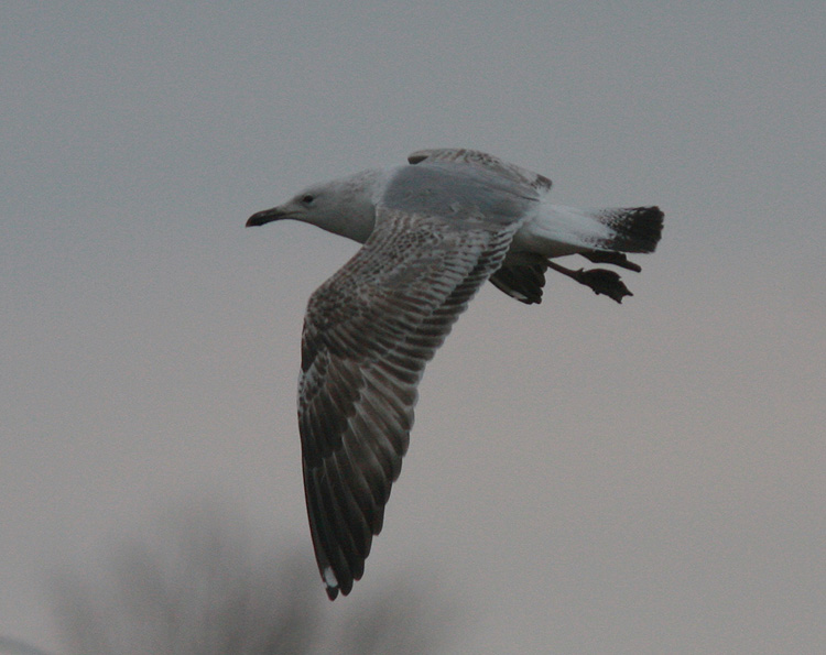 Larus cachinnans
