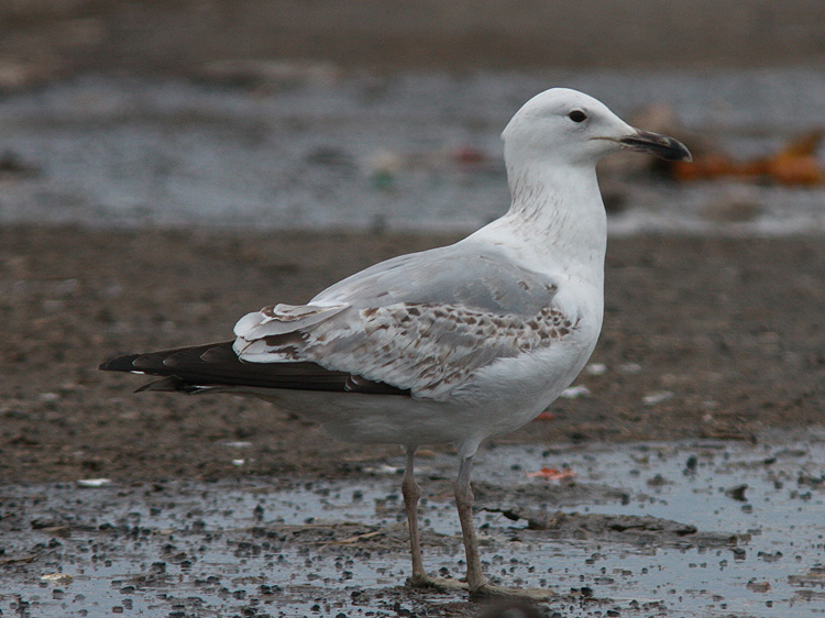 Larus cachinnans