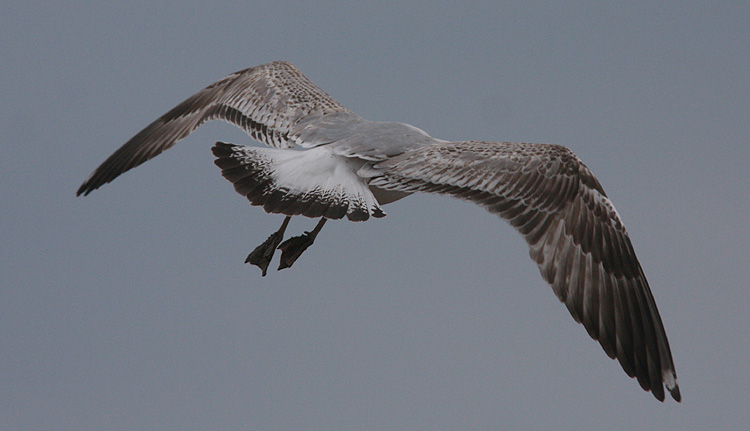 Larus cachinnans
