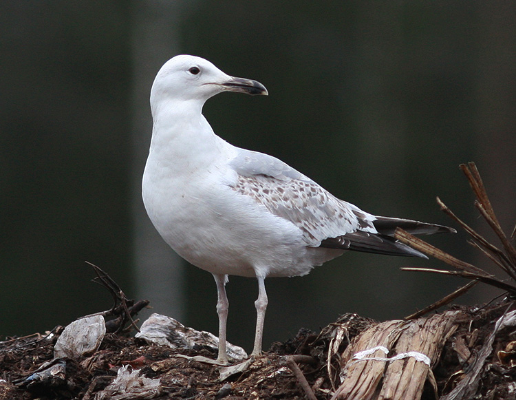 Larus cachinnans