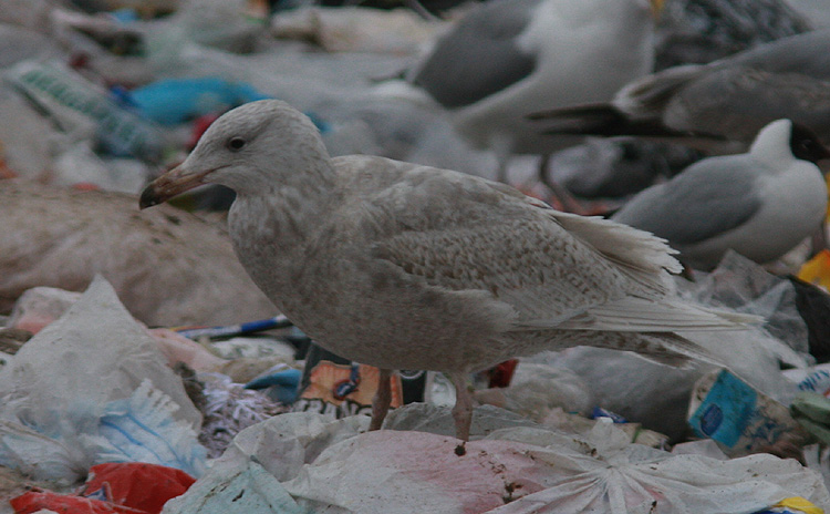 Larus hyperboreus