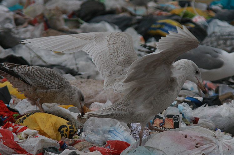 Larus hyperboreus