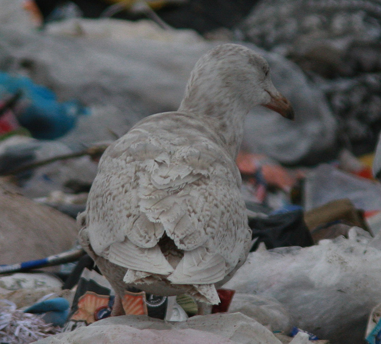 Larus hyperboreus