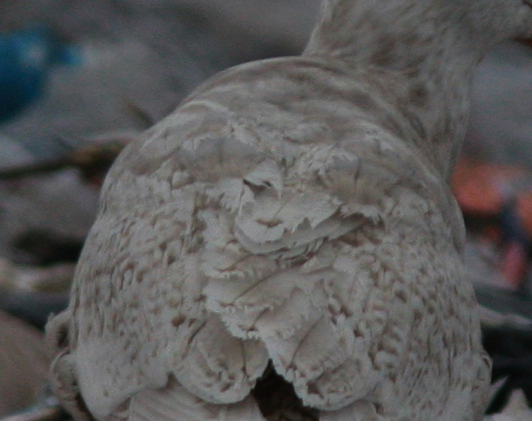 Larus hyperboreus
