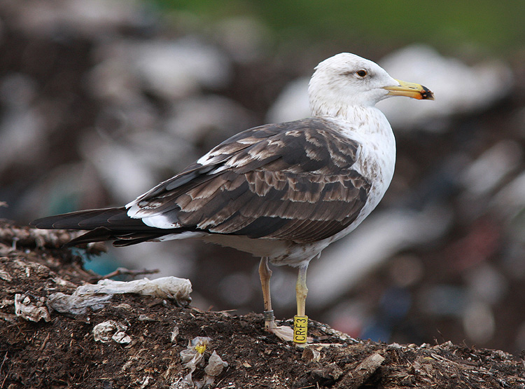 L. fuscus fuscus