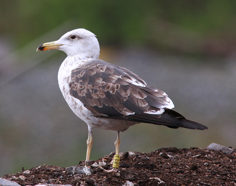 L. fuscus fuscus