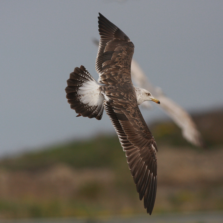 L. fuscus fuscus