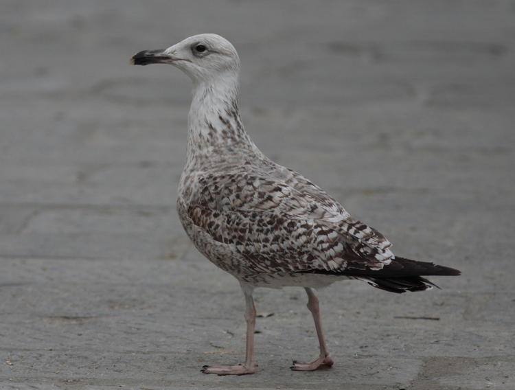 Larus michahellis