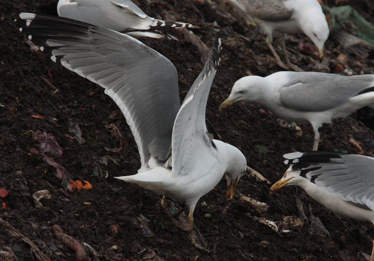 Larus sp