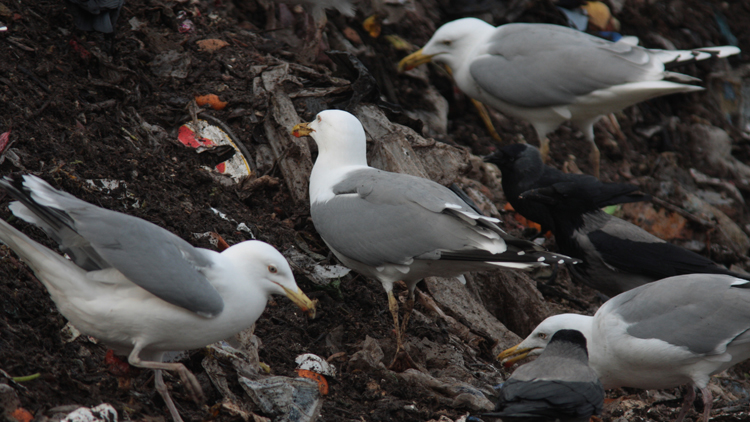 Larus sp